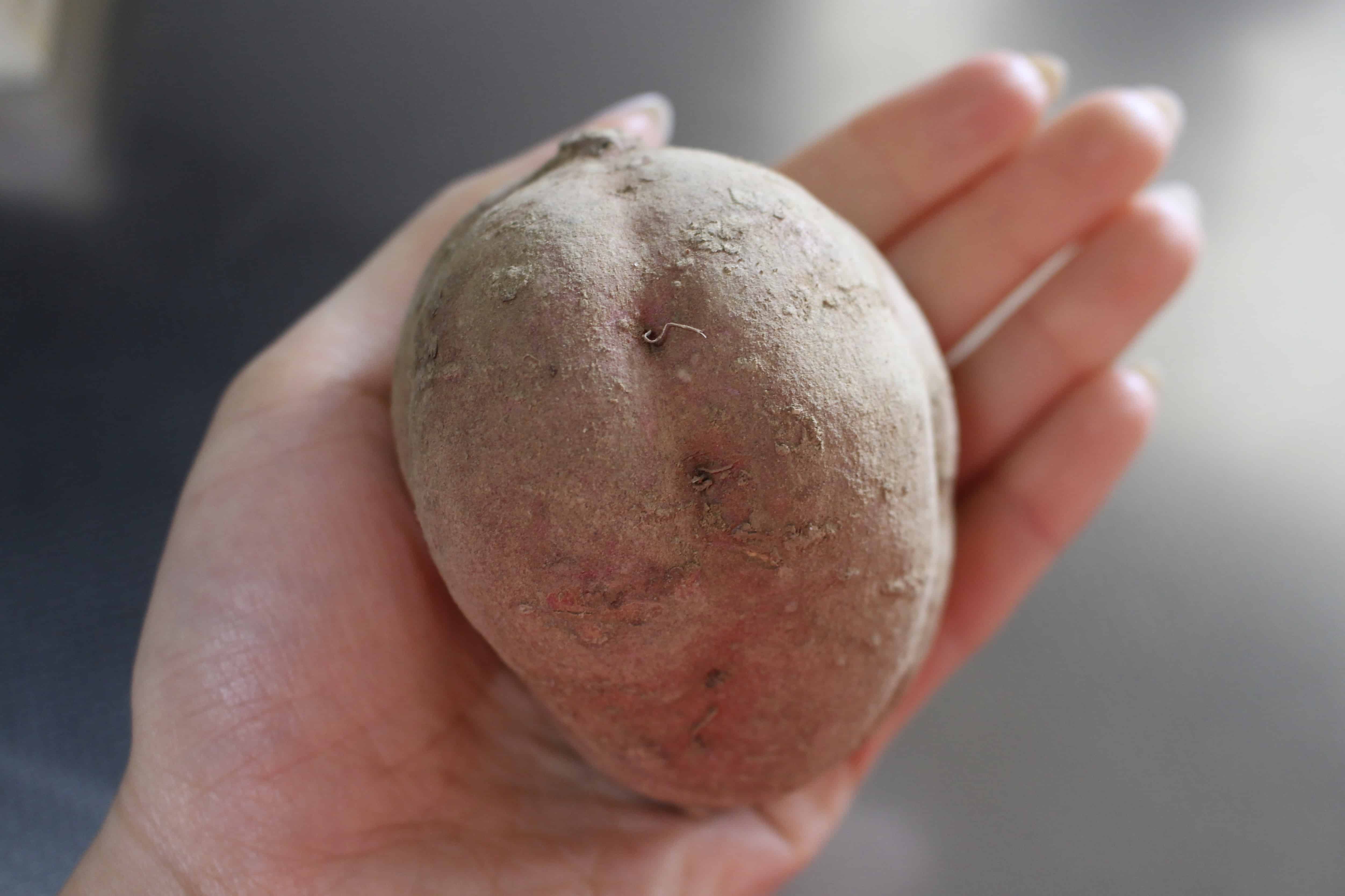 Japanese sweet potato on a hand