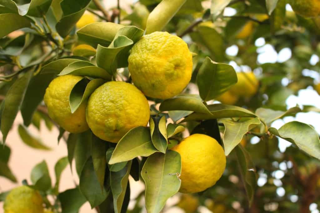 Yuzu, a Japanese citrus fruit, to use in yuzu cheesecake